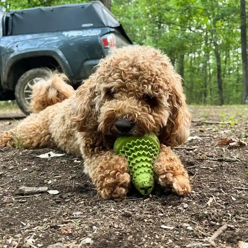Nat Rubber Evergreen Tree Reward Dog Toy