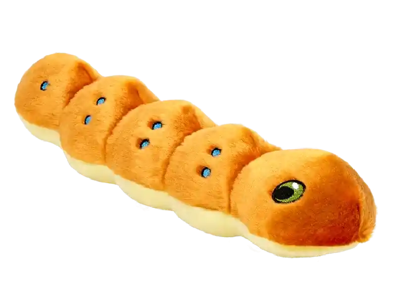 Spicy Caterpillar (Small - 11")