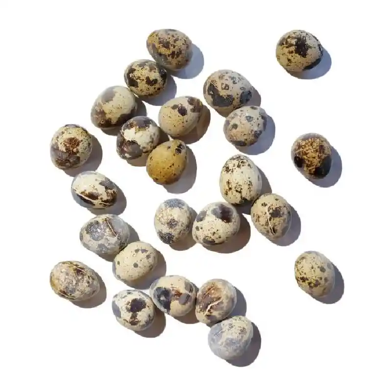 Savage Cat (and dog) Frozen Quail Eggs 24CT