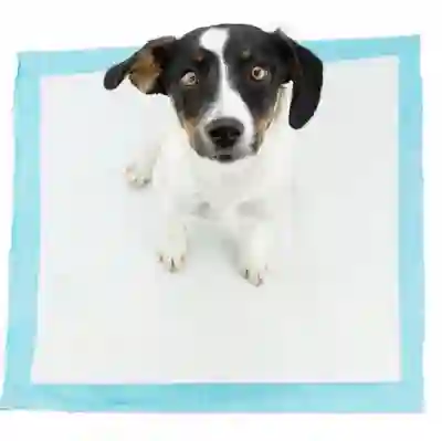 Image Alternative Text