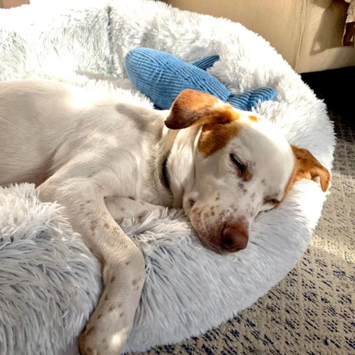 Tall Tails Bed Dream Chaser Cuddle Frosted 36"