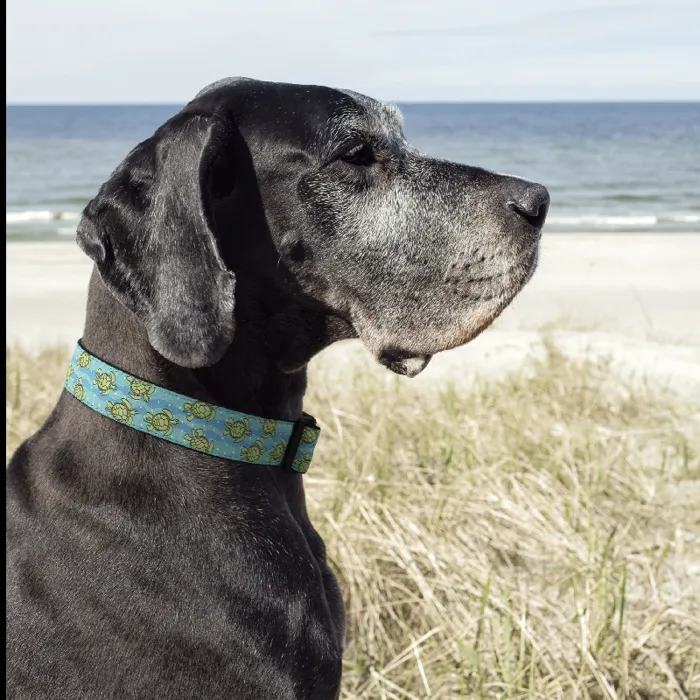 Uc Sea Turtle Collar Xs