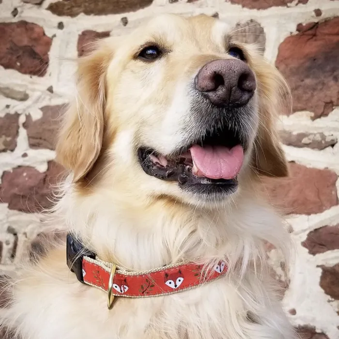 Up Country Collar Wide Small Foxy