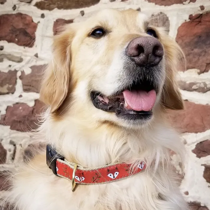Up Country Foxy Collar Large