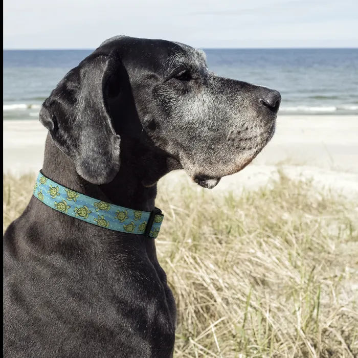 Uc Sea Turtle Collar Xl