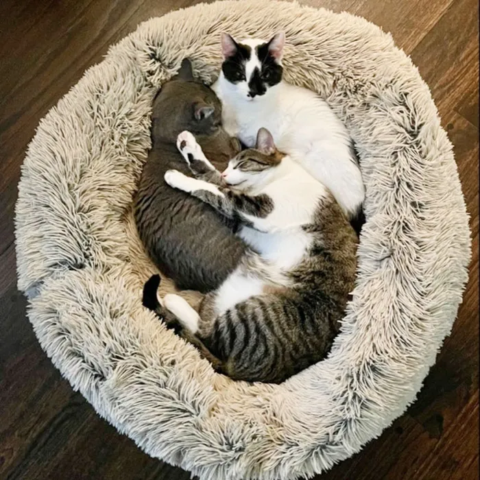 Tall Tails Bed Dream Chaser Cuddle Frosted 36"