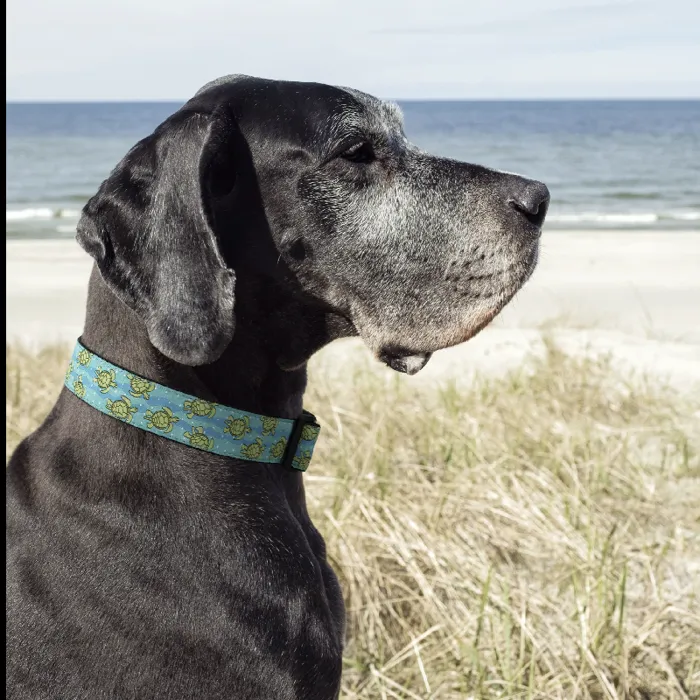 Uc Sea Turtle Collar L