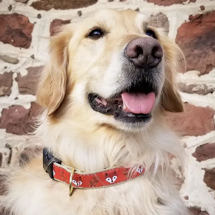 Uc Xl Foxy Collar
