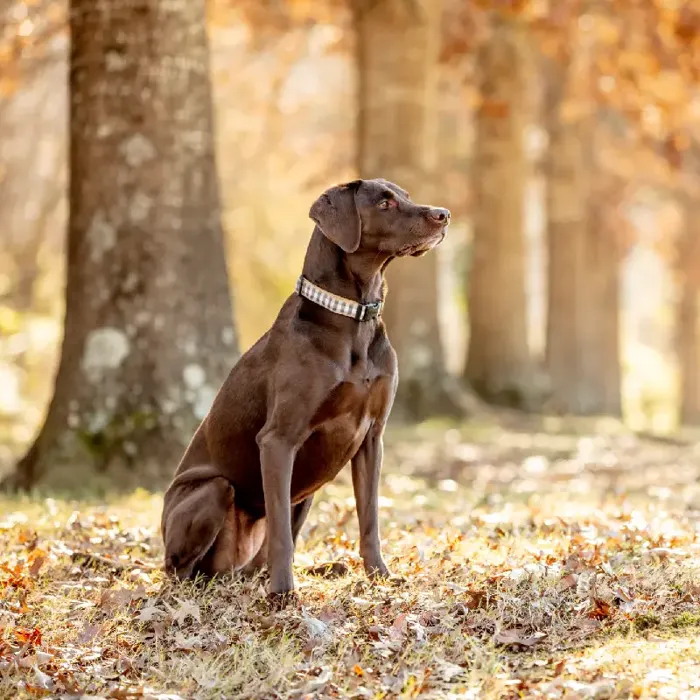 Gray Buffalo Check Dog Collar Small