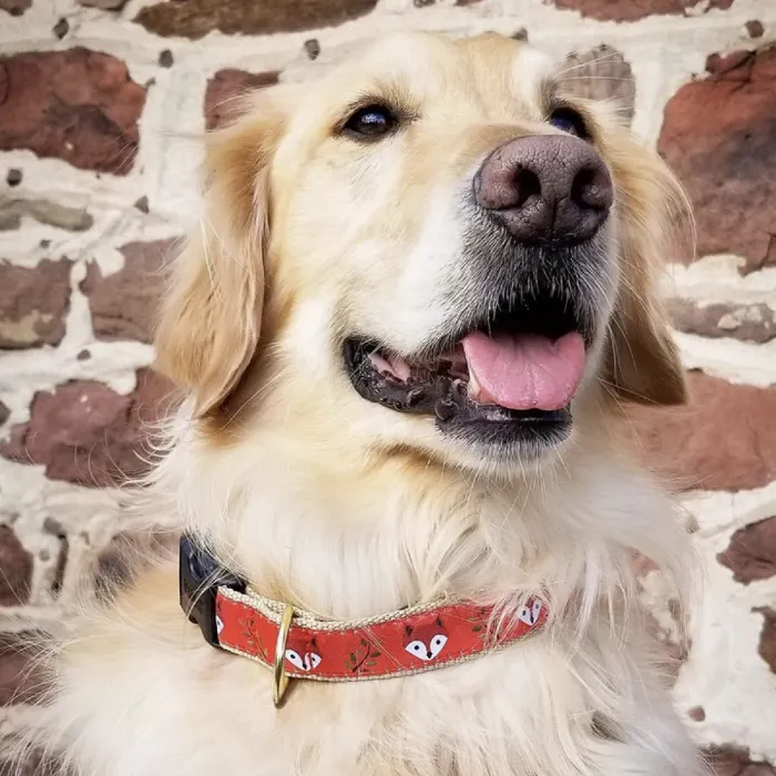Uc Xs Fox Collar