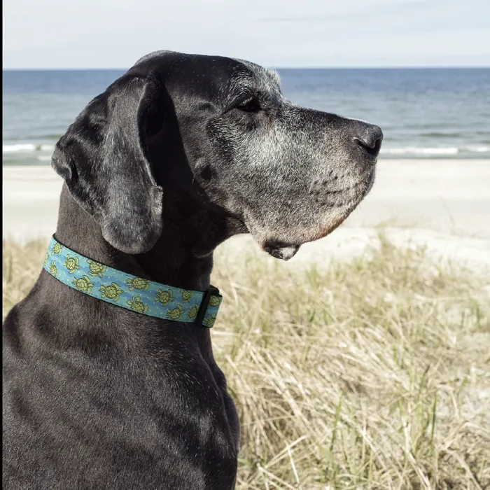 Uc Sea Turtle Collar S W