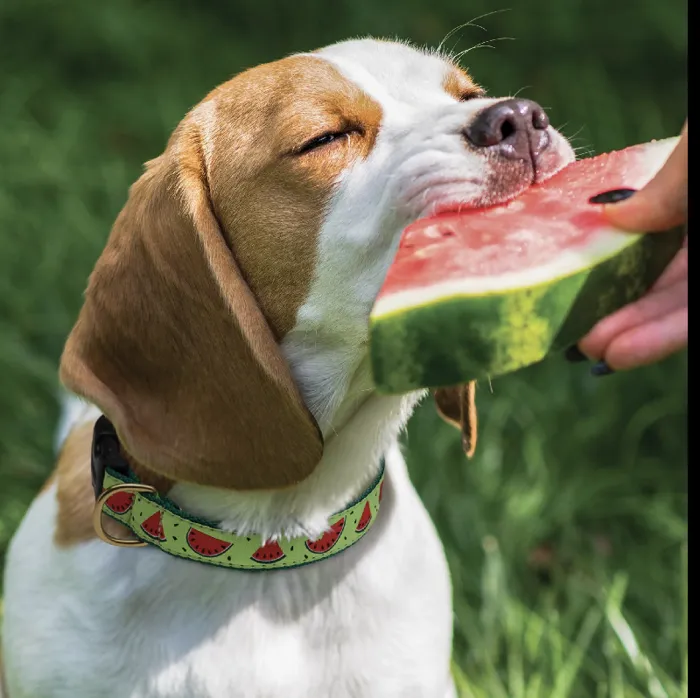 Up Country One In A Melon Collar Large Wide