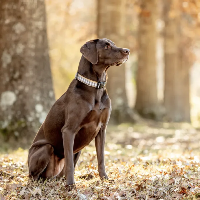 Gray Buffalo Check Dog Collar X-small