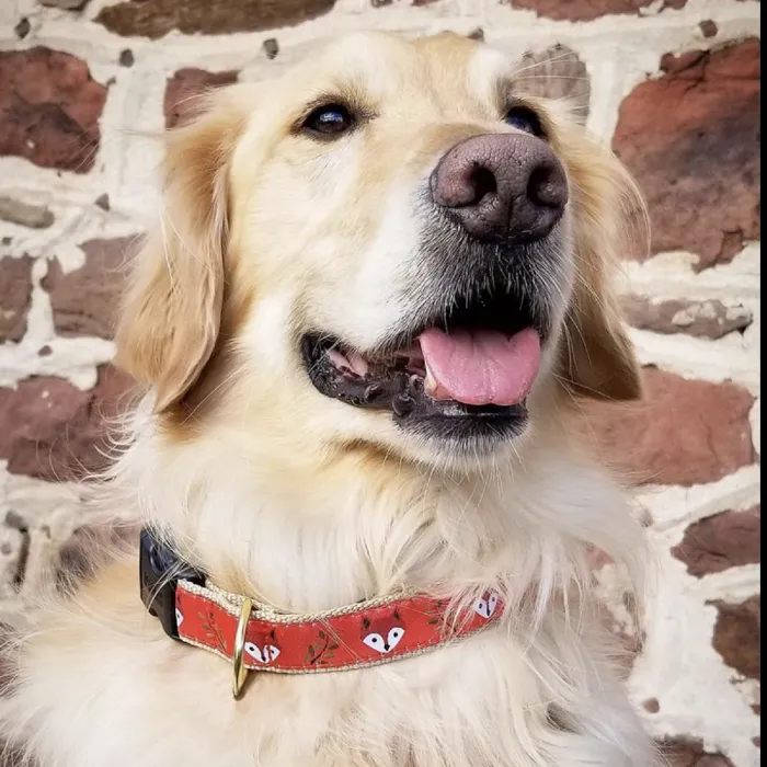 Uc Med Foxy Collar